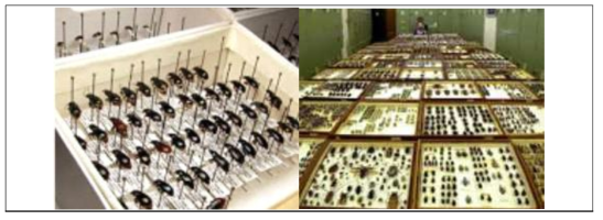 캐나다 CNC의 곤충자원과 곤충자원은행의 모습