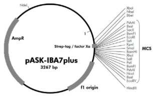 pASK-IBA7 plus vector