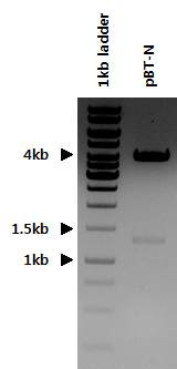 pBT-N and MERS-CoV N gene