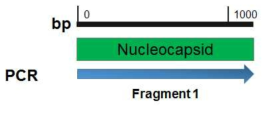 MERS-CoV Nucleocapsid gene amplication diagram