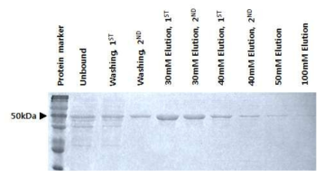 Purification of recombinant MERS-CoV N protein
