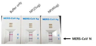 Positive reaction of MERS-CoV Ag kit by recombinant MERS-CoV N protein
