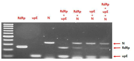 Result of multiplex-PCR.