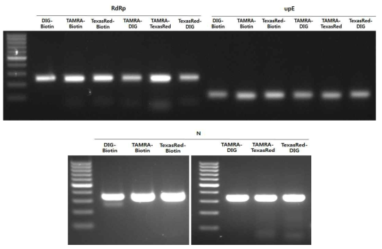 Results of PCR using by probe labeled primers