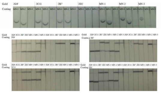 Antibodies pairing test for recombinant MERS-CoV Nucleoprotein