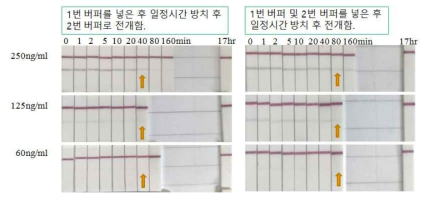 Recombinant protein stability test of buffer 1 & buffer 2