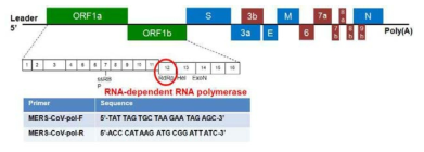 MERS-CoV의 유전자 확인을 위한 RdRp 유전자의 conventional PCR