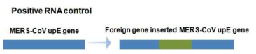 upE 유전자와 foreign gene inserted upE 유전자 RNA transcripts 모식도