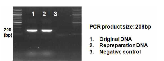 MERS-CoV 확인을 위한 conventional PCR 결과