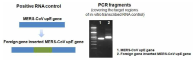 upE 유전자에 외래유전자를 넣은 transcript 모식도와 PCR 결과