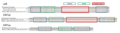 MERS-CoV upE, ORF1b, ORF1a 유전자 양성대조군 transcript sequences