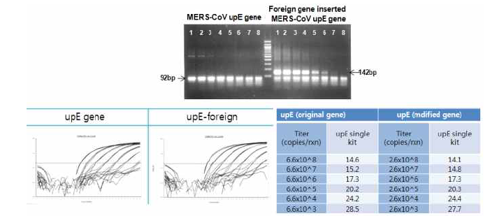 upE 단독 RNA transcripts와 upE+foreign gene RNA transcripts의 성상비교