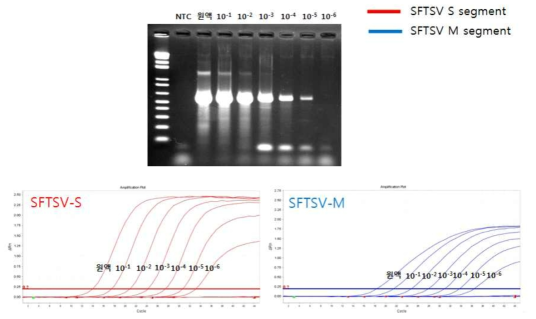SFTSV RNA의 단계희석 후 바이러스 유전자 검출 비교