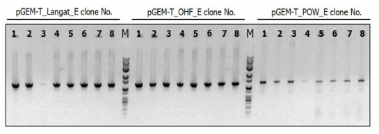 양성 클론 확인을 위한 colony PCR 결과.