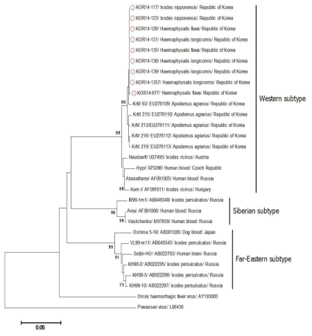 partial E protein gene (506bp)를 기초로한 계통유연관계분석 결과