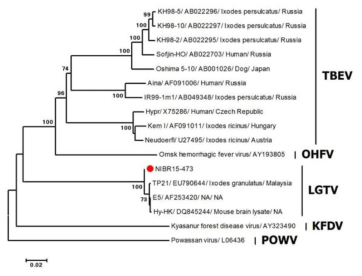 partial E protein gene (466bp)를 기초로한 계통유연관계 분석 결과