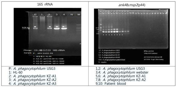 아나플라즈마증 PCR 검사법 구축