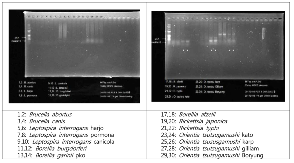 아나플라즈마증 multiplex PCR 검사법 구축