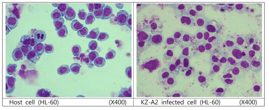 세포 배양을 통한 환자 혈액 내의 아나플라즈마 균분리 KZ-A2