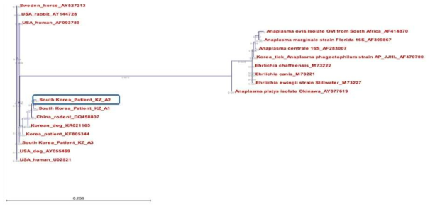 16S rRNA를 이용한 아나플라즈마증 임상환자 국내 분리균주 계통학적 특성분석(KZ-A2)
