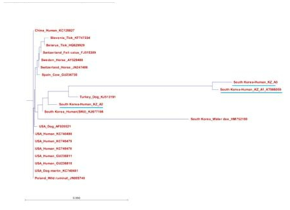 ankA 유전자를 이용한 아나플라즈마증 임상환자 국내 분리균주 계통학적 특성분석(KZ-A2)