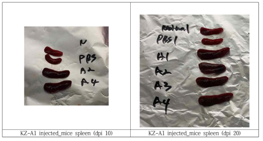 감수성 동물접종을 통한 KZ-A1 항원 증폭확인