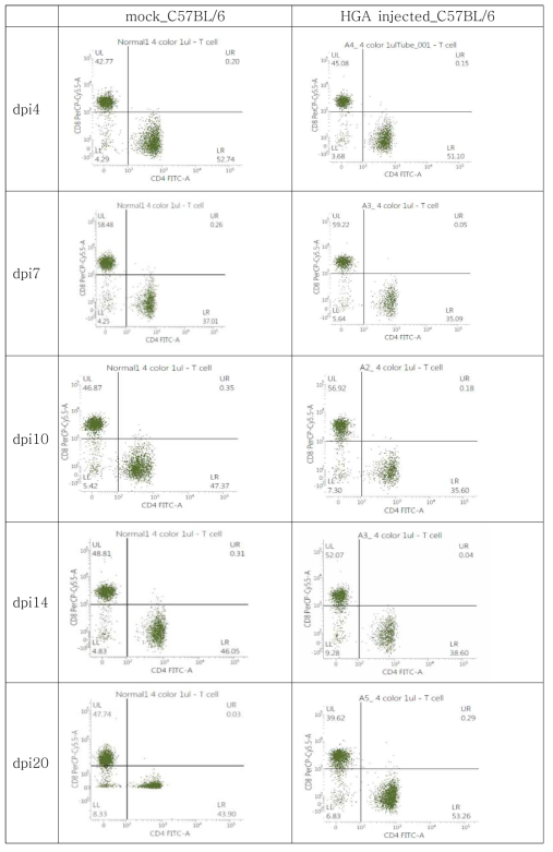 A. phagocytophilum KZ-A1 에 감염된 동물의 면역관련 세포의 population 변화를 통한 immunophenotyping