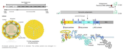 지카바이러스 구조 및 유전체