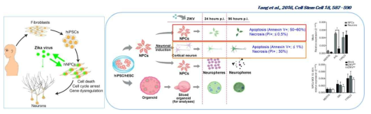 지카바이러스의 Human Cortical Neural Progenitors 세포 감염 및 세포사멸