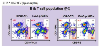 재조합 백시니아바이러스 지카백신에 의한 B & T 세포 분석