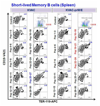 재조합 백시니아바이러스 지카백신에 의한 short-lived memory B 세포 분석