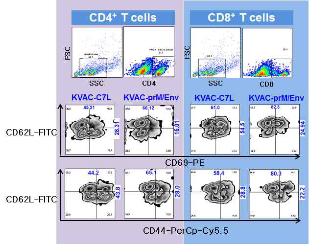 재조합 백시니아바이러스 지카백신 면역 후 resting memory B & T 세포 분석