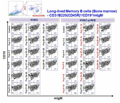 재조합 백시니아바이러스 지카백신에 의한 long-lived memory B 세포 분석