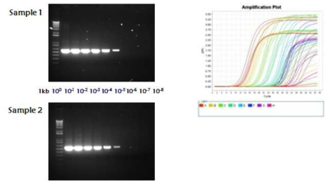 Comparsion of sensitivity of real-time RT-PCR (right) with conventional RT-PCR (left)