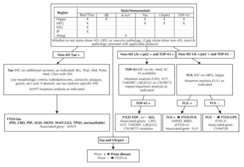 Flowchart showing sequence of stains for dementia diagnosis