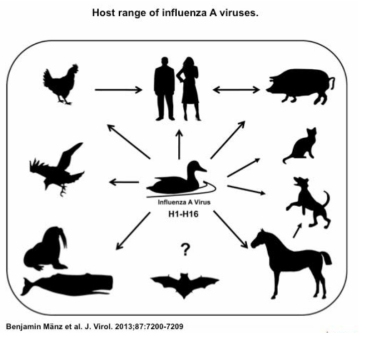 인플루엔자바이러스의 다양한 숙주