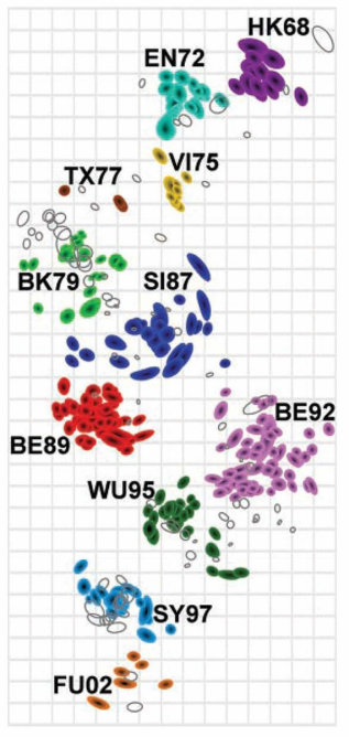 인플루엔자바이러스의 antigenic cartography.