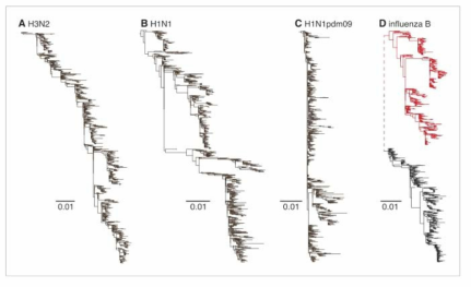 A형 및 B형 인플루엔자바이러스 HA 유전자의 분자계통도