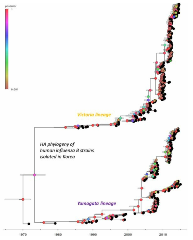 국내 유행 B형 인플루엔자 바이러스 HA 유전자의 분자계통학적 진화 양상