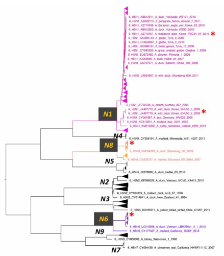 H5 아형 조류 인플루엔자 바이러스 NA 유전자의 분자계통학적 분석