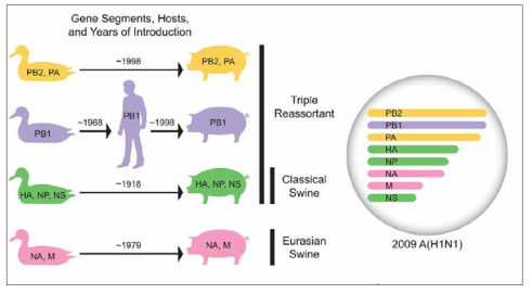 2009년 pH1N1 바이러스 유전자의 유래 숙주 및 계통 분석