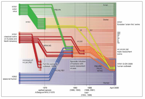 2009년 pH1N1 바이러스 유전자의 유래 숙주 및 시간적 유래 분석.