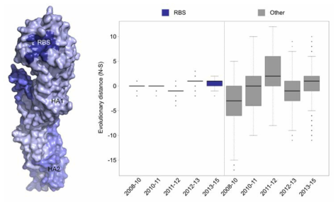 Evolutionary distance 분석: H3N2 바이러스 HA의 RBS