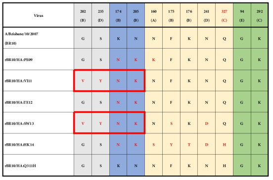 (174-205) 및 (202-235)에 아미노산 변이를 갖고 있는 VI11과 SW13 재조 합 바이러스의 성장특성 감소