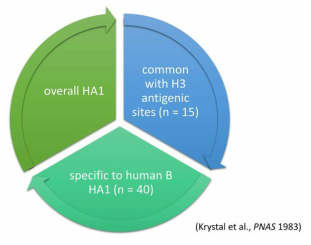 The HA1 region of influenza B virus: overall / common / specific