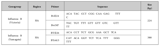 인플루엔자 바이러스 B(Yamagata & Victoria) sequencing 결과