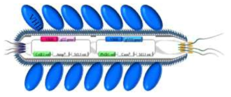 Gene 8 구조단백질 발현 시스템에서 발현되는 나노 항체 구조 모식도