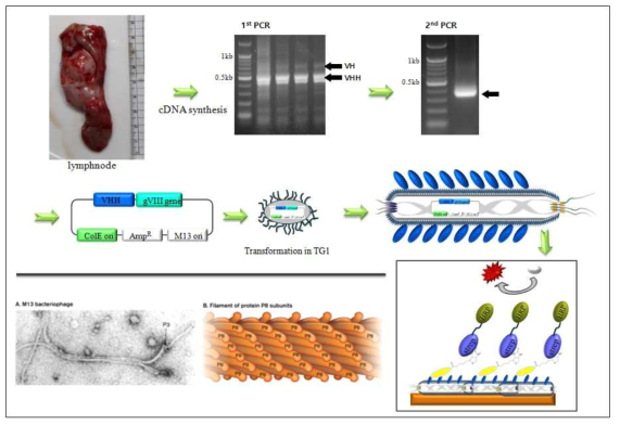 Gene 8 구조단백질 발현 시스템을 이용한 나노 항체 제작과정 모식도
