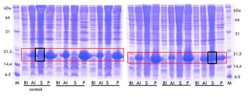 Bacteriophage의 gene 3와 gene 8 구조단백질을 이용하여 선별된 나노 항체들의 solubility 확인을 위한 SDS-PAGE