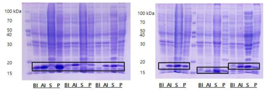 대장균 HB2151 세포 상에서 Flag/His 6 (amber stop)/gene8/pHEN vector를 이용하여 선별된 나노 항체들의 solubility 확인을 위한 SDS-PAGE